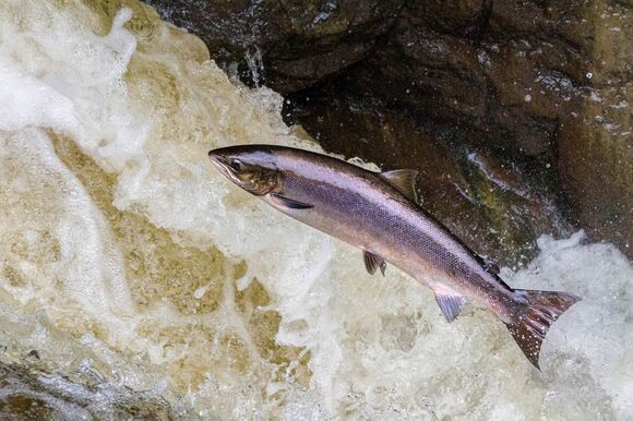 lachs natur