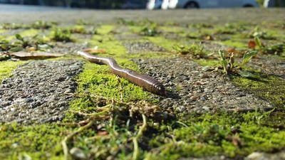 earthworms 2773457