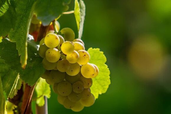 grapes gbf04979ee 1280