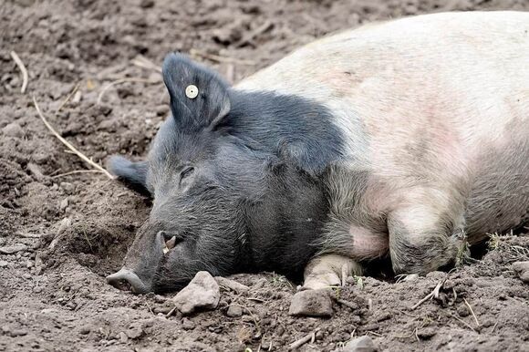 pig 6652429