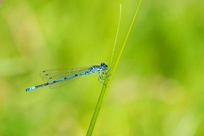 azure damselfly 76964
