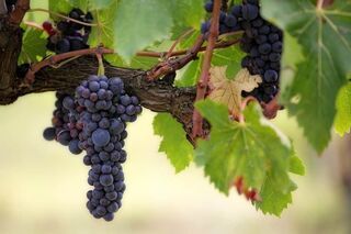 Der Weinweg von
