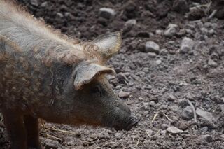 Wollschweine sind robust und