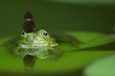frog 540812