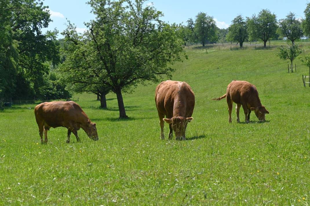 Bio Weide-Beef: Migros übergibt Richtlinien