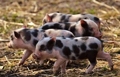 piglet 2782618 1280
