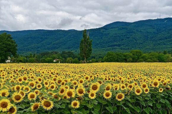 Sonnenblumenfeld