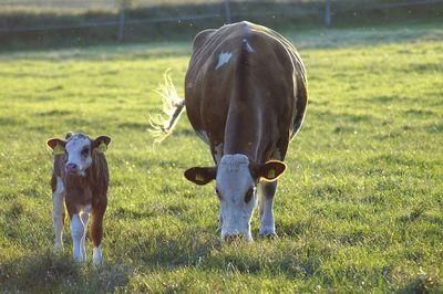 cow 4370261