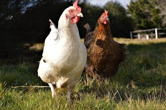 poules 4378015